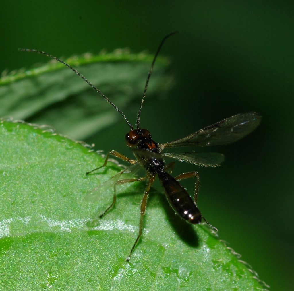 Imenottero 2 (Braconidae?)